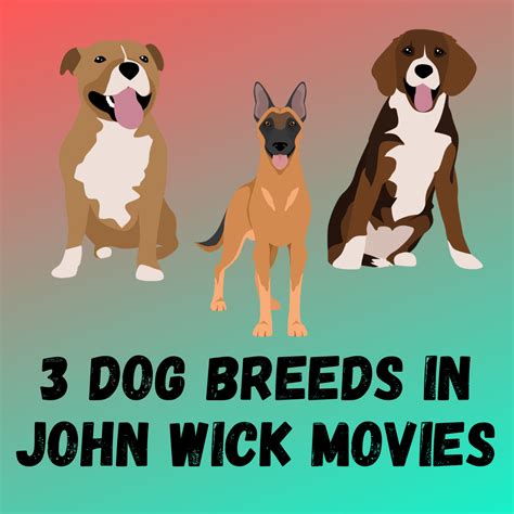 dog breed john wick 3|John Wick Dog Breed Facts [3 Breeds You Must Know]